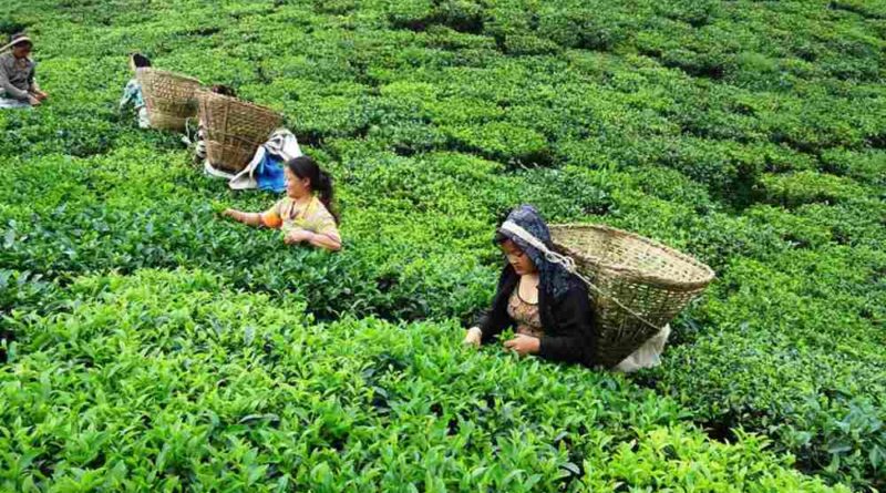 भारतद्वारा 'पाम आयल' पछि 'चिया निर्यात'मा रोक