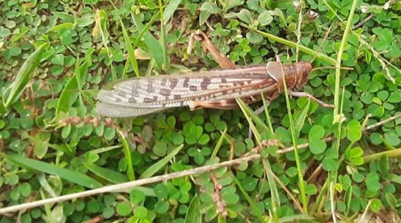 नेपालमा देखा पर्यो सलह किरा