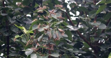 भारतबाट थप नआए सहजै नियन्त्रण, क्षति गर्ने संभावना कम